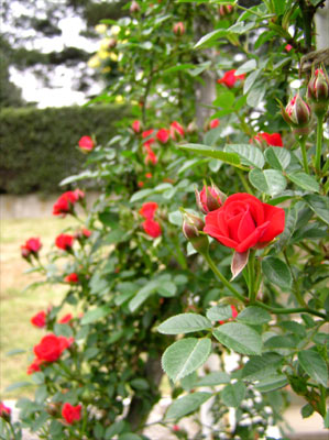 ���b�h�~�j��