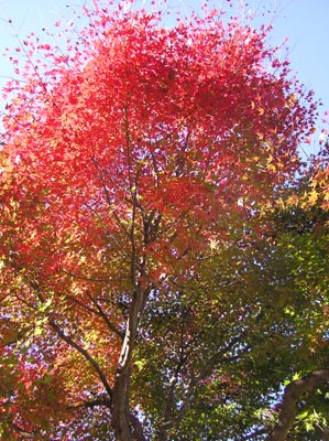 ���R����