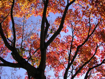 ���R����