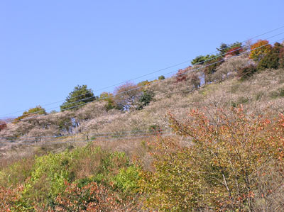 ���R����