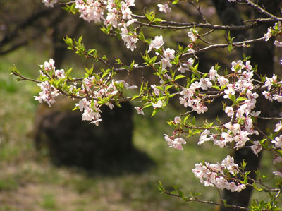 ������̗�