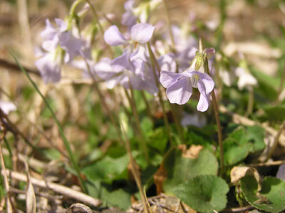 ������̗�