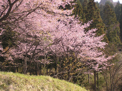 ������̗�