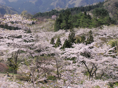 ������̗�