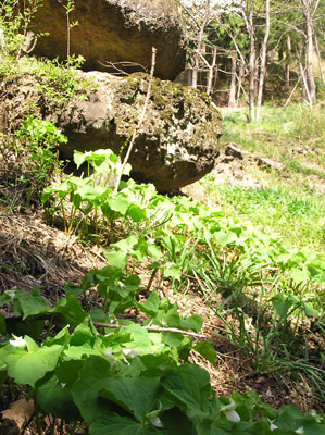 �V���o�i�G�����C�\�E