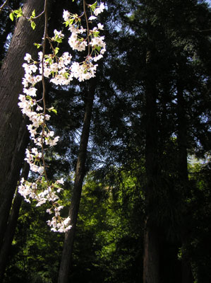 ������̗�