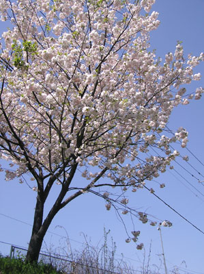 �͂˂�����