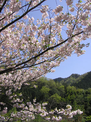 �͂˂�����