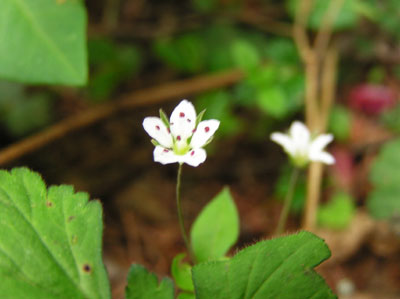 �_�̒r����