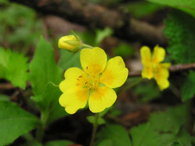 �_�̒r����