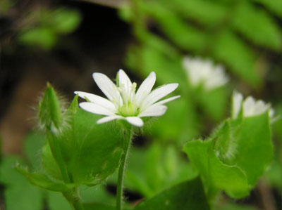 �_�̒r����