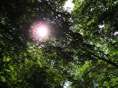 �����̑�