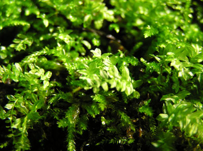 �����̑�