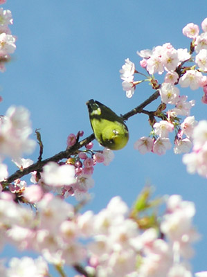 ���W���ƍ�