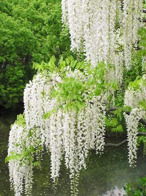 ���������t�����[�p�[�N