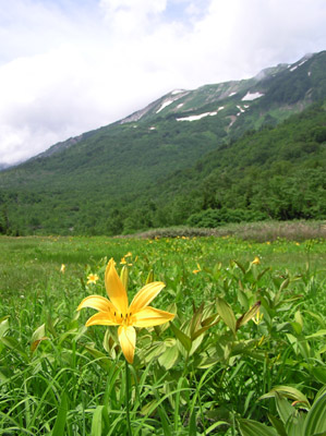 �̒r���R��