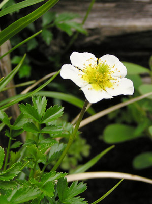 �`���O���}